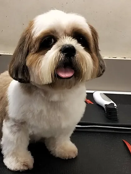 A perfectly groomed Shih Tzu sitting patiently on the table next to the tools of the trade.