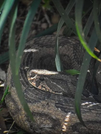 Lalith - Wildlife & Nature Photography The Little Worlds: Reptiles, Insects & Macro photo 17
