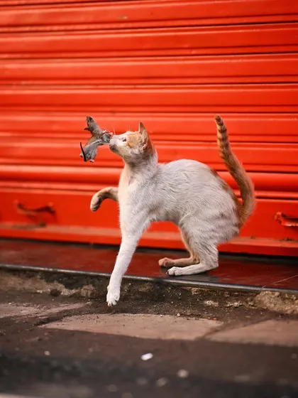 The cat steps forward, its prize held high. This final shot in the sequence shows the confident predator moving on after its successful hunt.