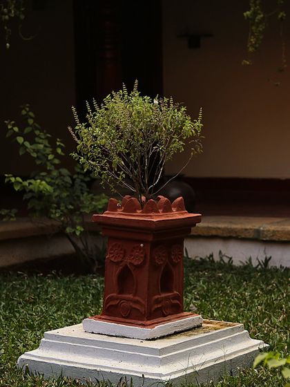 The sacred Tulasi (Holy Basil) plant, housed in a traditional terracotta planter in one of our courtyards. Tulasi is revered in Ayurveda for its immense healing and purifying properties.