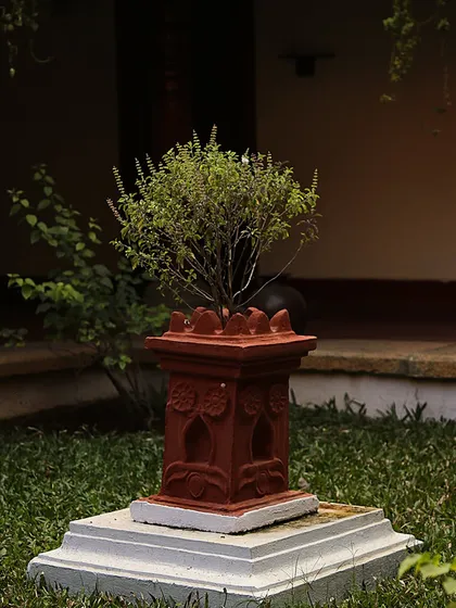 The sacred Tulasi (Holy Basil) plant, housed in a traditional terracotta planter. Revered in Ayurveda for its immense healing properties, its presence purifies the air and adds to the spiritual energy of our retreat.
