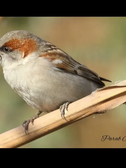 The Sind Sparrow is a strikingly patterned bird found in scrubland along rivers and wetlands. The male has a bright chestnut eye-stripe and a clean white shoulder patch.