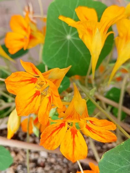 A gallery of the many different flowers I have successfully grown, showing a wide range of colors and types.