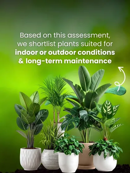 Based on our assessment, we shortlist plants suited for the specific indoor or outdoor conditions. We focus on long-term maintenance needs to ensure your garden thrives for years to come.