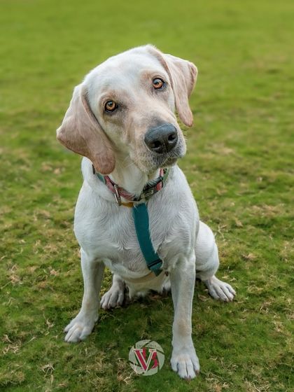 Meet Lily, an adorable dog with the sweetest head tilt, asking "Did someone say treats?"