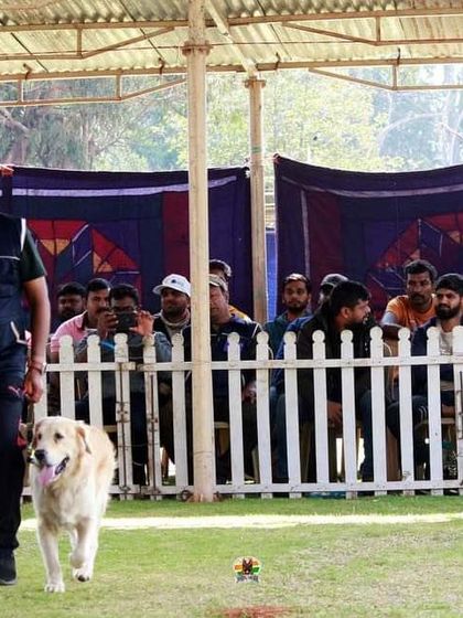 K9 Gurukul - Dog Training for Shows & Media Champions of the Show Ring photo 9
