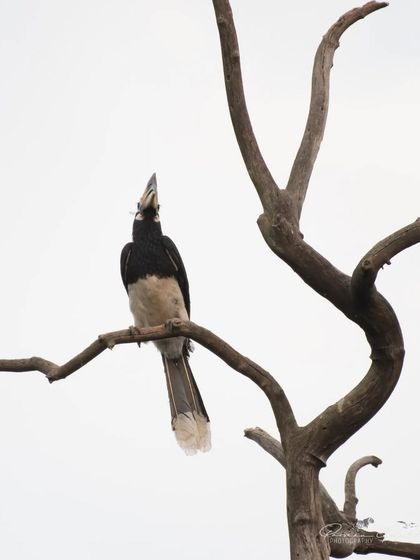 An Oriental Pied Hornbill perched high on a bare tree in Rajaji National Park.