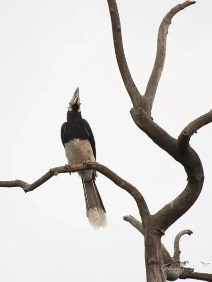 An Oriental Pied Hornbill perched high on a bare tree in Rajaji National Park.
