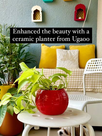 Sushmita - Home Styling & Decoration My Green Sanctuaries: Balcony & Indoor Plants photo 26