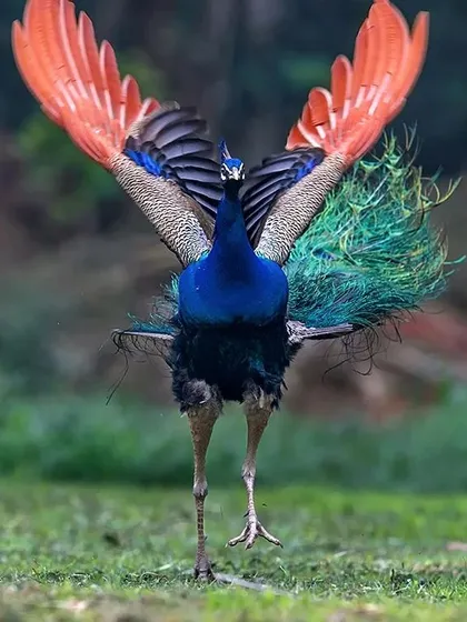 Many people have told me this photograph of a peacock looks like an angel. It is a moment of pure grace, just as the bird prepares for its dance. I have spent more than a decade watching them, and a moment like this comes very rarely. It reminds me of the peace a traveller finds under the shade of a tree in the summer heat.