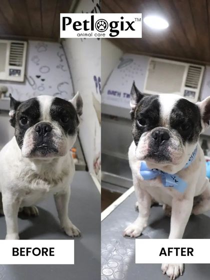 From scruffy to dapper, this French Bulldog's transformation is simply stunning. Our grooming service ensures every wrinkle and fold is cleaned, promoting better skin health.