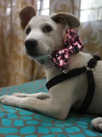 This little Indie puppy looks so stylish with her sparkly bow. I believe every dog, whether pedigreed or rescued, is beautiful.