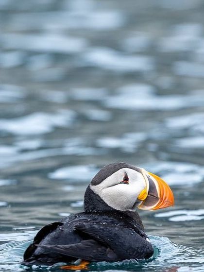 The beloved Puffin, swimming in the icy waters of the Arctic. Their colorful beaks provide a vibrant splash of color against the cold blue sea.