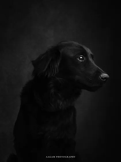 Another take in black and white, a timeless portrait of man's best friend.