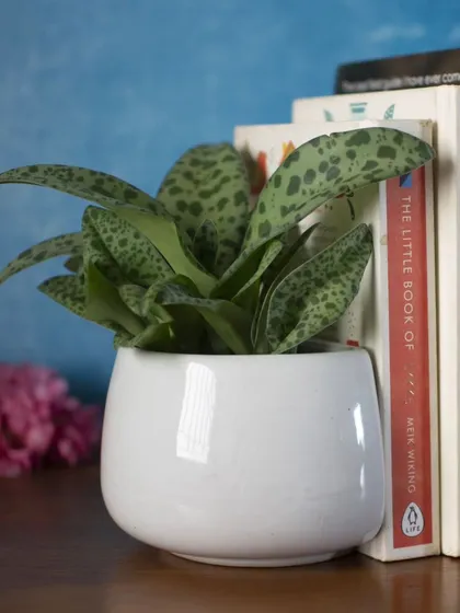 Short on space? Our clever ceramic wall planters also double as bookends or tabletop pots. This simple white planter is perfect for housing a small succulent and keeping your favorite books neatly in place.