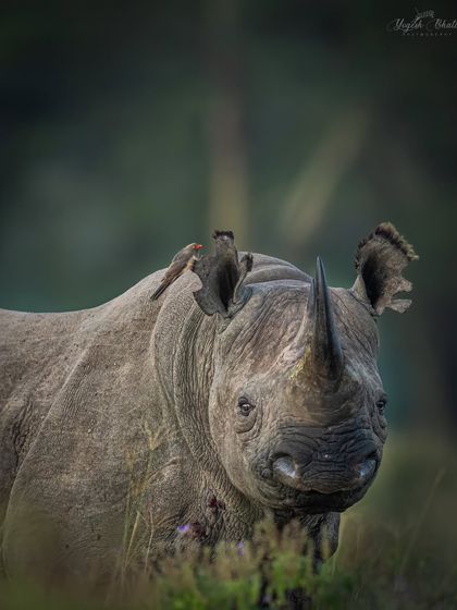 A powerful portrait of the elusive Black Rhino with its oxpecker companions. I shot this at eye-level to invite an emotional connection and left space in the direction it was looking.
