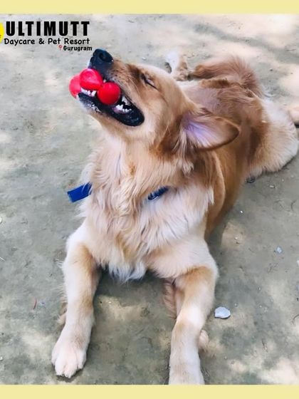 Maah toy, maah rules! This Golden Retriever is enjoying his red ball in the sun.
