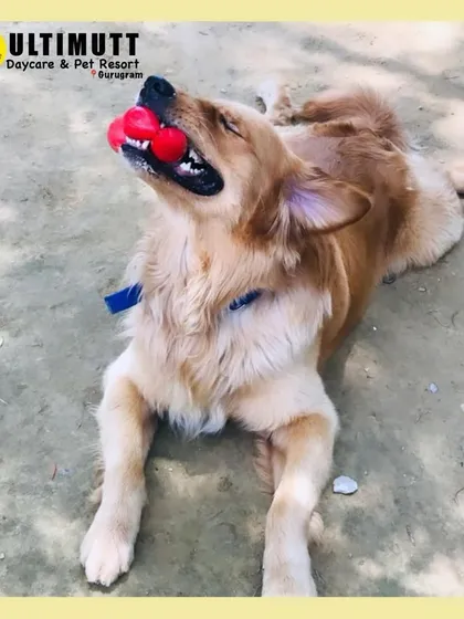 My toy, my rules. This Golden Retriever is enjoying a quiet moment with his favorite red ball.