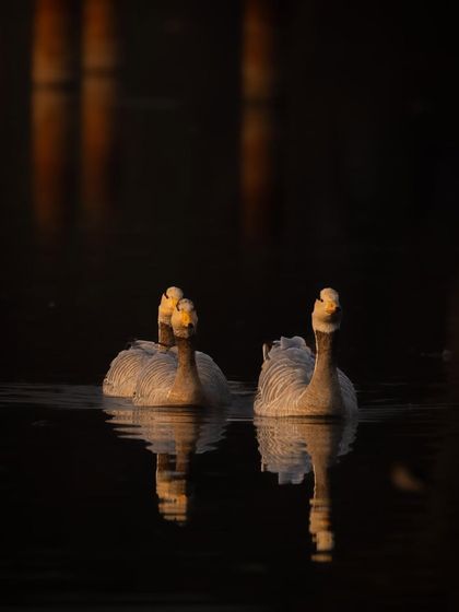 A family of Bar-headed geese swimming in the golden light of the evening at Surajpur Wetland. The low light creates beautiful reflections and a warm, intimate mood.