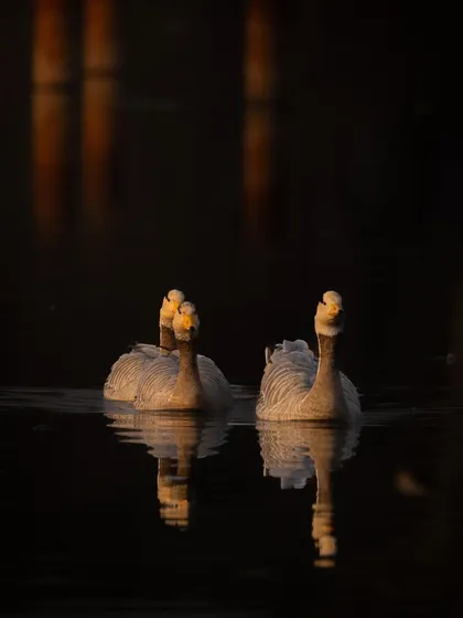 A family of Bar-headed geese swimming in the golden light of the evening at Surajpur Wetland. The low light creates beautiful reflections and a warm, intimate mood.