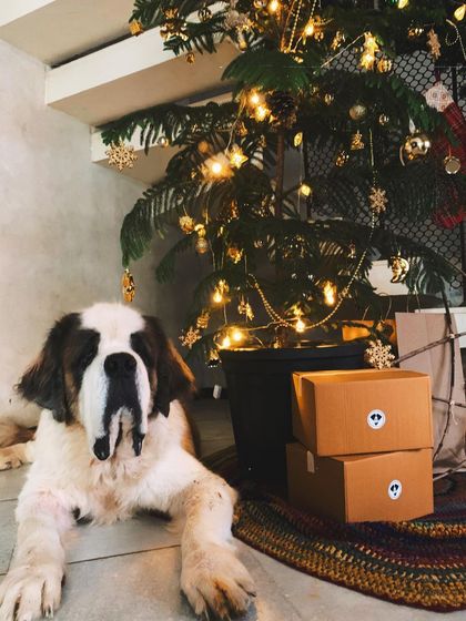 DoggyBox - Personalized Dog Meal Delivery Our DoggyBoxers photo 4