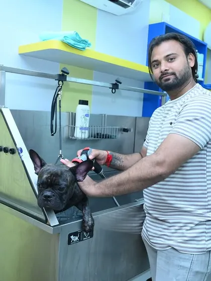 Our grooming studio features professional, stainless steel tubs that are sanitized between every appointment. Here, a French Bulldog is getting a safe and hygienic wash, showing our commitment to a clean and secure environment.