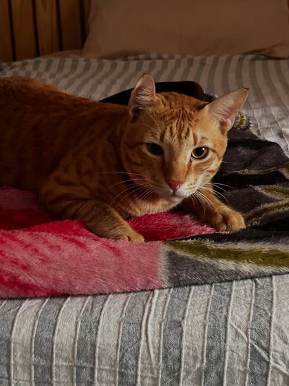 Pookie relaxing on a soft blanket, completely at ease.