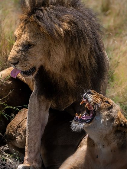 African Journeys: Savannahs, Jungles, and Great Apes photo 9