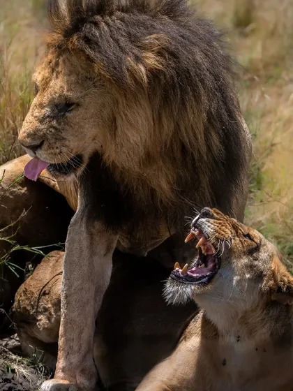 A "royal dispute" between a mating pair of lions in the Masai Mara. The raw emotion and power in this interaction is a glimpse into the dramatic and often violent realities of life in the wild.