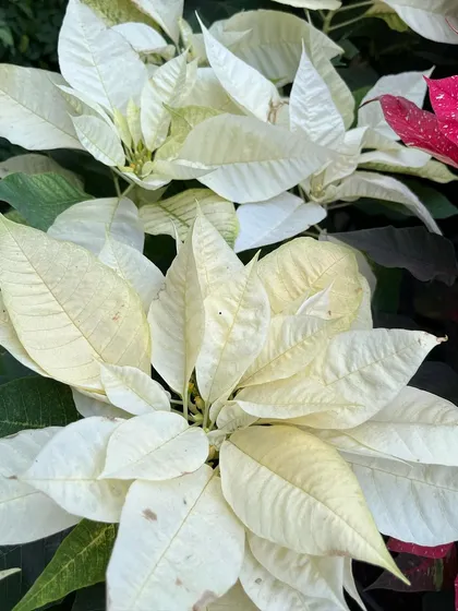 The elegant white Poinsettia offers a sophisticated and modern take on holiday decorating. Its creamy white bracts look stunning in any setting.
