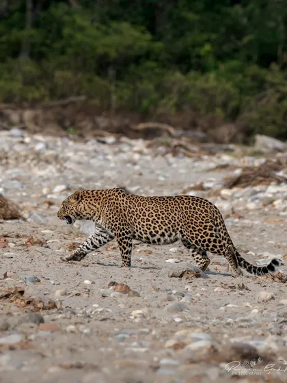 A leopard on the move across a rocky riverbed, a typical habitat for these cats in Rajaji National Park. Their adaptability allows them to thrive in diverse environments.