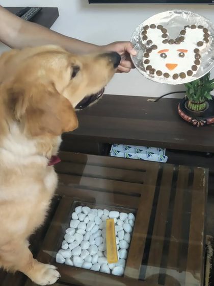 Furry Story - Dog Training & Behavior Consultation Client Success Stories photo 7