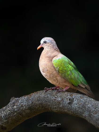 A Symphony of Colours photo 8