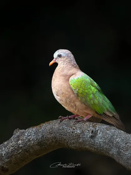 An Emerald Dove photographed against a pure black background. This technique, called low-key photography, makes the iridescent green on its wings seem to glow.