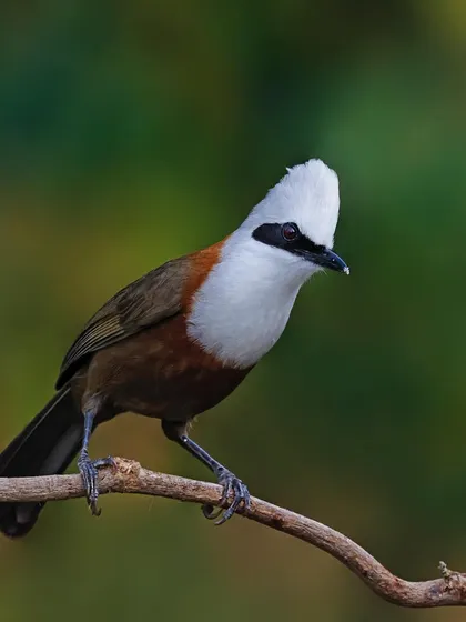 A full-body shot of a White-crested Laughingthrush perched on a branch. The image showcases its striking white crest and head, contrasting with its warm brown body.