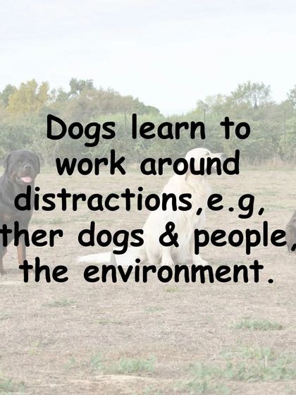 Gourav Vartalur - Dog Obedience Training Group Obedience Classes photo 6