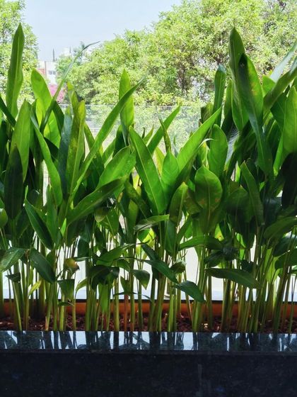 A dense planting of heliconia in a modern black planter. Their tall, upright green leaves create a strong architectural statement and are great for screening or creating a tropical backdrop.