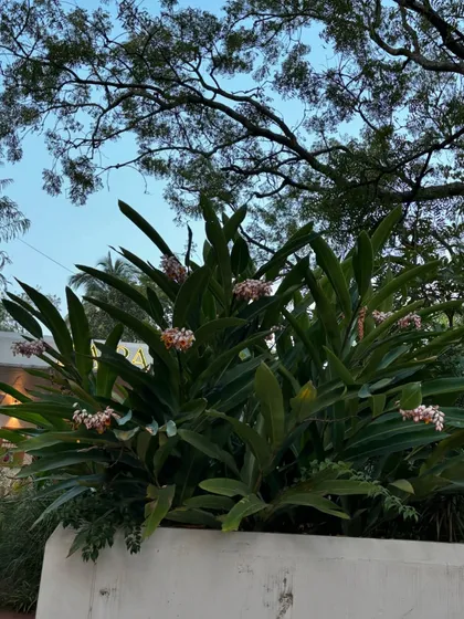 A cluster of flowering Alpinia Zerumbet, or Shell Ginger, in a garden we maintain. Routine check-ups allow us to enjoy these beautiful moments when plants are in full, glorious bloom.