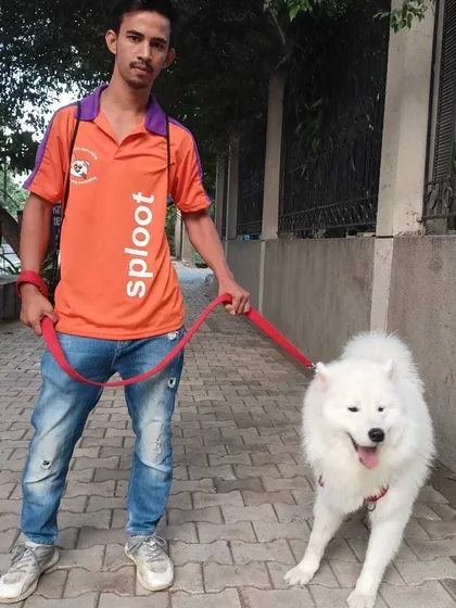 A fluffy Samoyed enjoying a stroll with one of our dedicated walkers. We handle dogs of all breeds and sizes, tailoring the walk to their specific energy and needs.