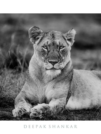 This fine art print captures the intense, soulful gaze of a lioness. The black and white tones add a timeless quality to this powerful portrait.