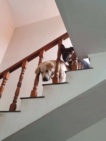 The Urban Dawg - In-Home Dog Boarding Home Comforts: No Cages, Just Cuddles photo 28