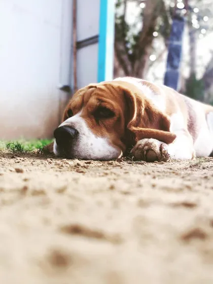 Mondays. This Beagle perfectly captures that feeling of not being ready to start the week.