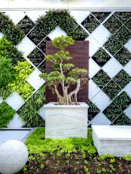 Our designs often incorporate artistic, sculptural elements. Here, a meticulously cared-for bonsai tree serves as a living sculpture, set against a custom-built, three-dimensional green wall. The geometric pattern of the wall, using varied plant textures, creates a dynamic and sophisticated backdrop.