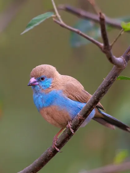 The Blue-capped Cordon-bleu, a tiny and delicate finch from East Africa. The male's sky-blue cap and face make it a little jewel of the savanna.
