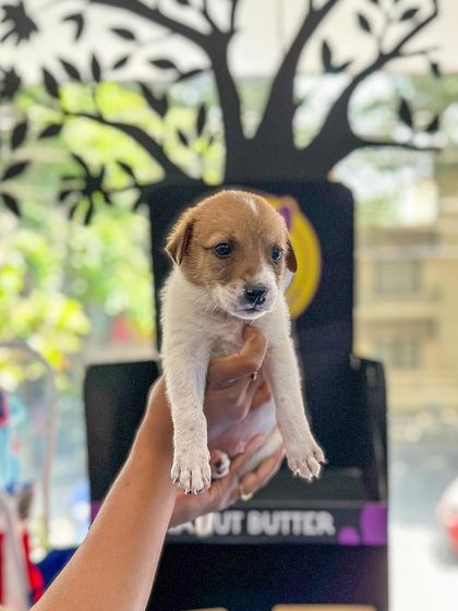 Oh My Dawg - Animal Welfare & Adoption Services Ready for a Forever Home photo 4