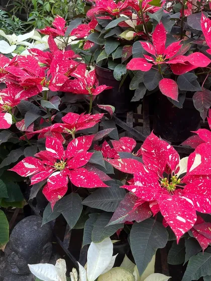 A display of our speckled Poinsettias at the nursery. We can provide bulk orders for offices or events looking to create a large, coordinated festive display.