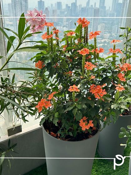 Our Native Plant Showcase photo 37