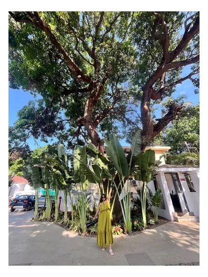A wider angle showing the magnificent tree and plants. I'm always drawn to lush greenery.