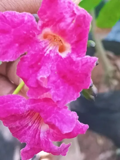 A close-up of the vibrant pink flowers of the Tabebuia haemantha tree. These flowering trees create a spectacular display and are a wonderful addition to a larger landscape.