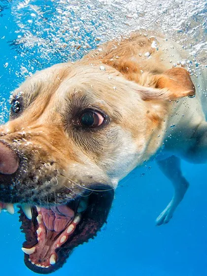 A Labrador Retriever with an intense focus on its target. We capture the drive and instinct that makes these dogs such great swimmers and retrievers.